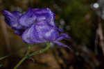 Southern blue monkshood <BR>Monkshood